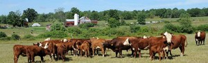 Eight Mile Creek Farm