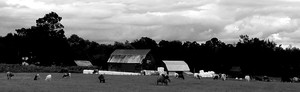 South Farms Longhorns