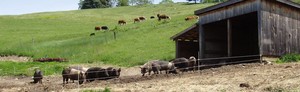 Lewis Waite Farmer Network
