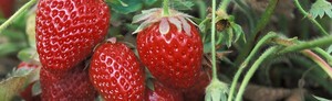 Best Berry Farm