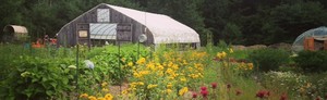 Native Farm Flowers