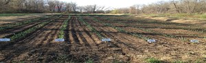 Hudson Valley Garlic Growers