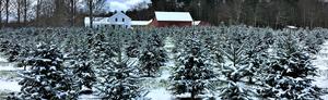 Boulder Brook Farm