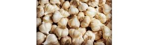 Hudson Valley Garlic Growers