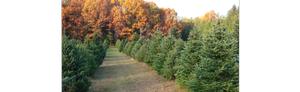 Mark's Cut & Carry Christmas Trees