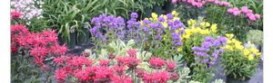 Zema's Nursery