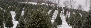 Kuzmich Christmas Tree Farm