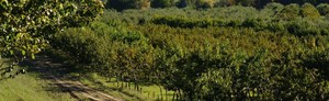 Love Apple Farm