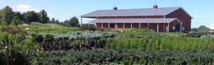 Maple Lane Nursery