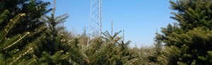 Veeder's Tree Farm