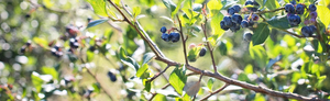 Winney's Blueberry Farm