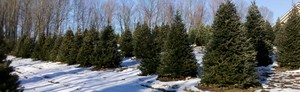 Bailey Family Christmas Trees