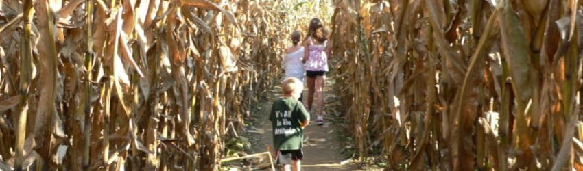 Fall Fun on the Farm and 2020 Guidelines