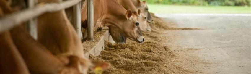 A Visit to Dutch Hollow Farm