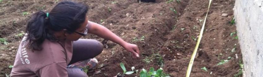 Healthy Soil, Healthy Food at Squash Villa Farm