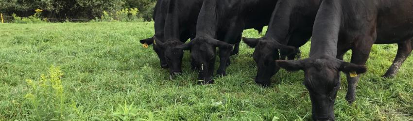 Regenerative Farming at Slate River Farms
