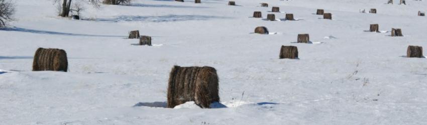 Winter and Farming