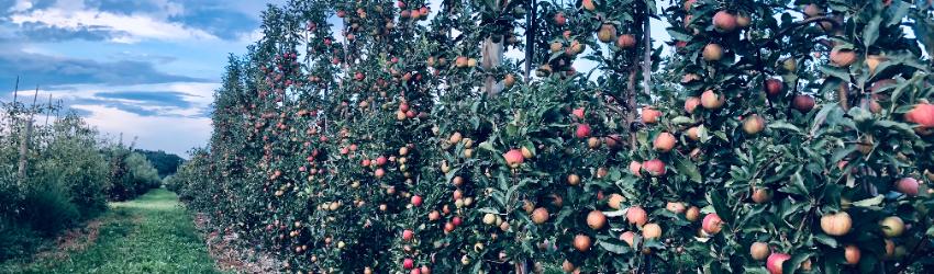 Celebrate  Autumn at Indian Ladder Farms