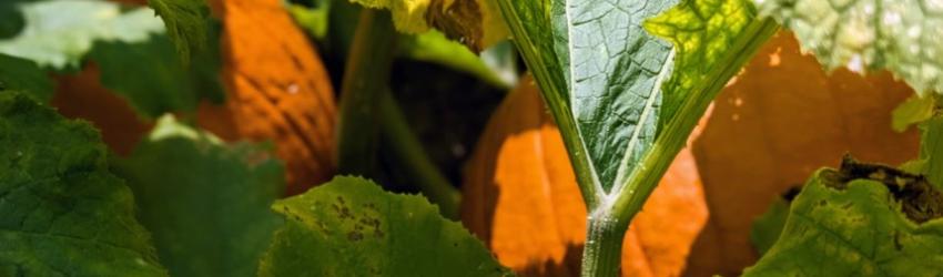 Picking the Perfect Pumpkin in the Greater Capital Region