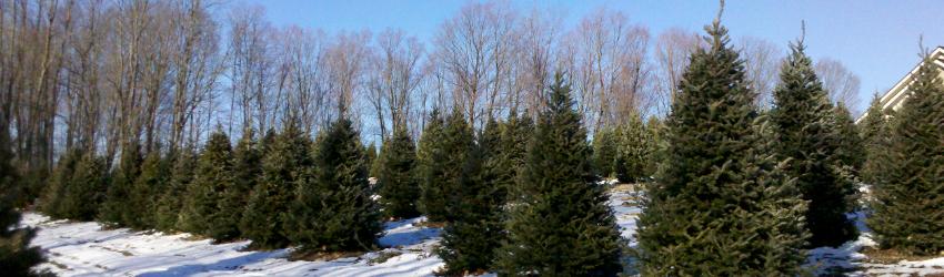 Bailey Family Christmas Trees: Fresh, Local Holiday Trees in Cambridge, NY