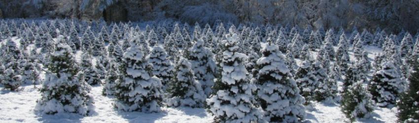 Fresh-Cut Christmas Trees at Zema’s Nursery