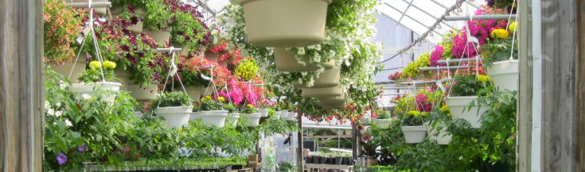 Spring Starts at Sorano’s Greenhouses