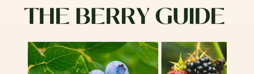 The Berry Guide Has Arrived! Discover Hudson Mohawk Region Berry Farms