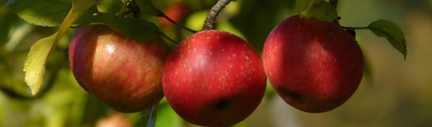 Apple Picking Returns to Goold Hill Apple Orchard